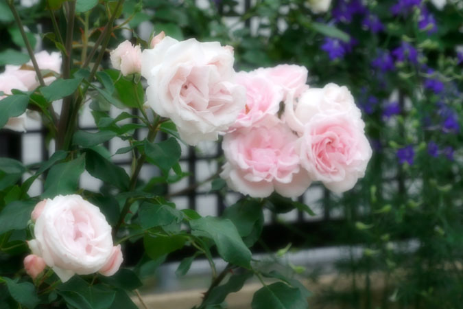 a0263109_7521087.jpg