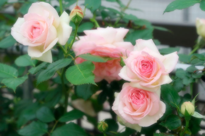 a0263109_7521256.jpg