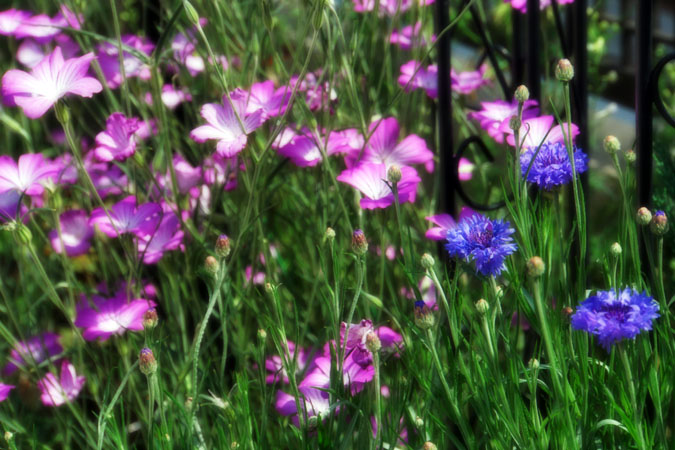 a0263109_8155462.jpg