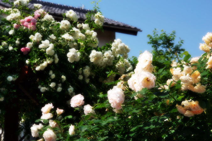 a0263109_8161094.jpg