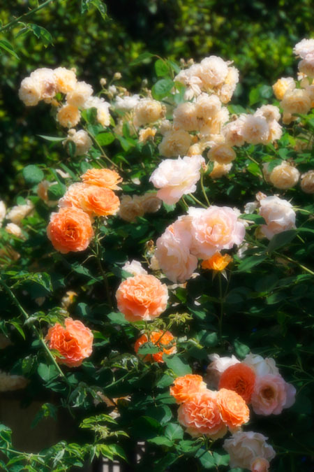 a0263109_816955.jpg