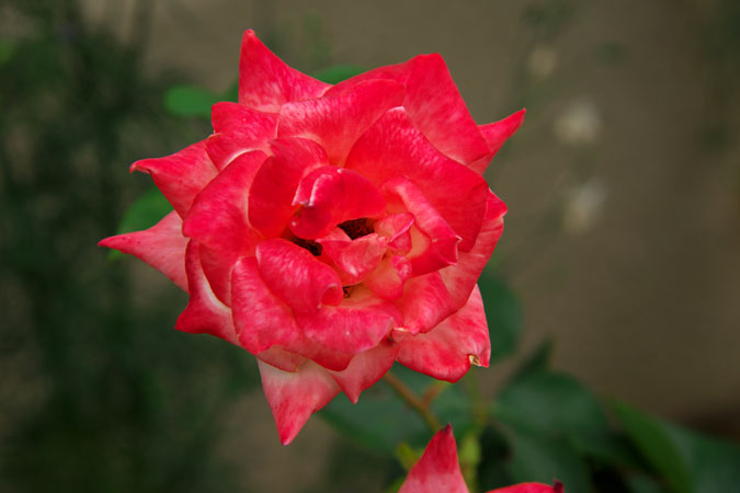 a0263109_819655.jpg