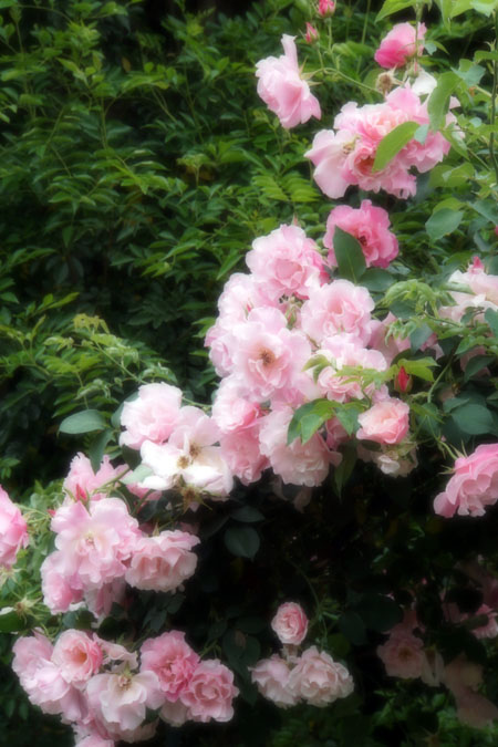 a0263109_83490.jpg