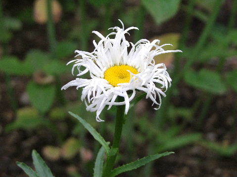 e0088260_11271760.jpg