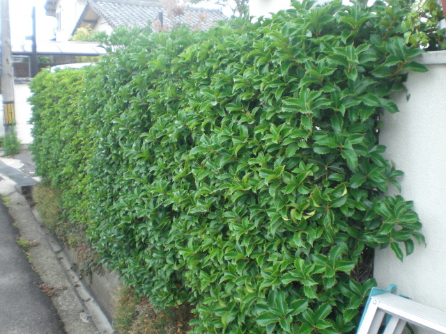 f0153475_16445811.jpg