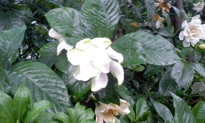 c0069380_12431922.jpg