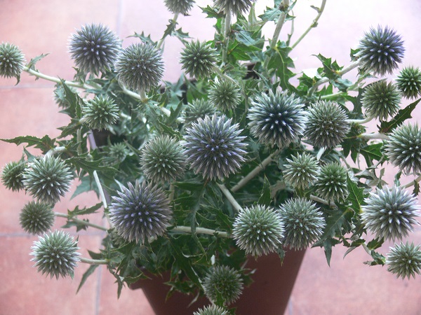 e0140986_1875282.jpg