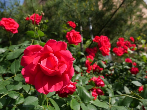 a0140305_0504989.jpg