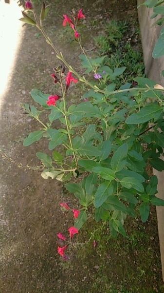 c0352015_14554513.jpg