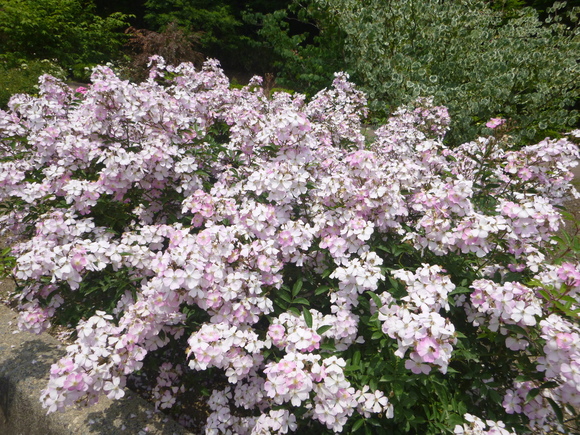 d0170615_10512531.jpg
