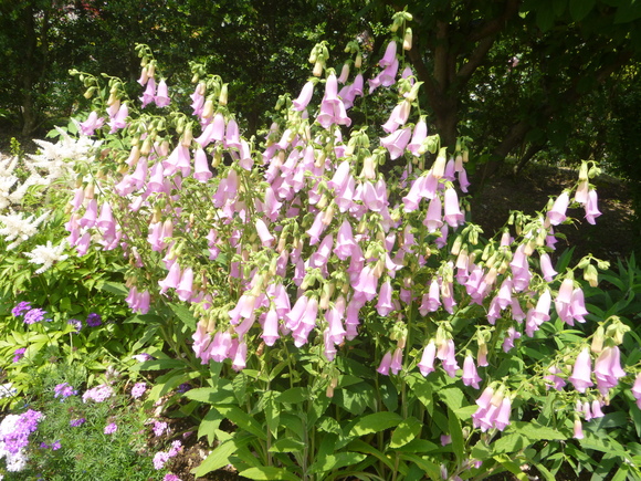 d0170615_1051621.jpg