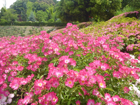 d0170615_10522717.jpg