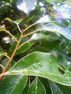 b0094029_06455758.jpg