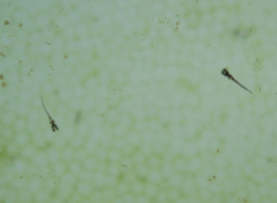 e0097534_1554242.jpg
