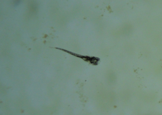 e0097534_1585713.jpg