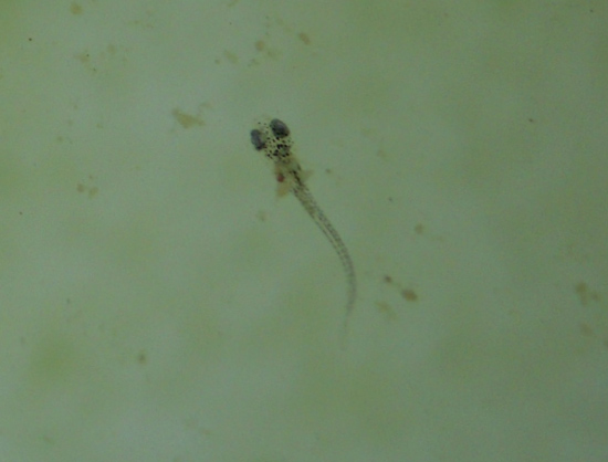 e0097534_15976.jpg