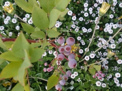 f0341250_20315732.jpg