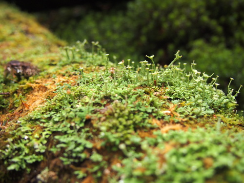 c0144868_12271422.jpg