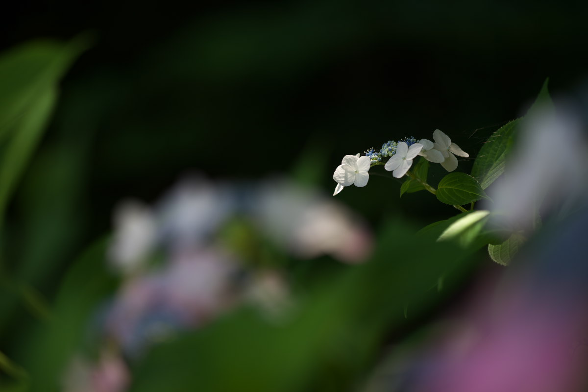 a0083081_10472515.jpg