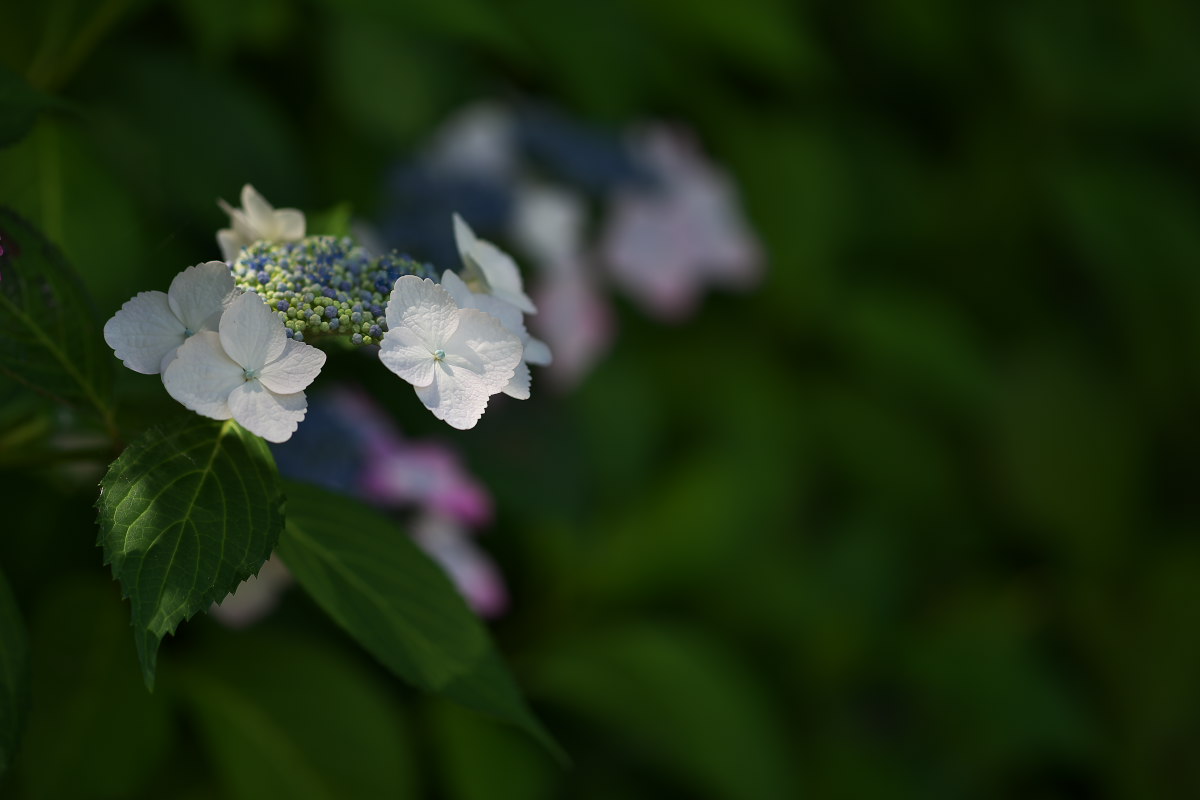 a0083081_1047329.jpg