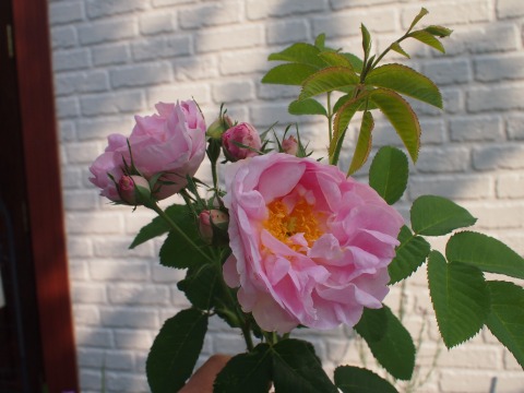 c0117007_2149586.jpg