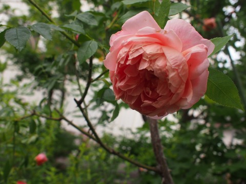 c0117007_21513454.jpg