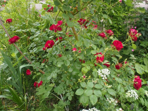 c0117007_21523136.jpg