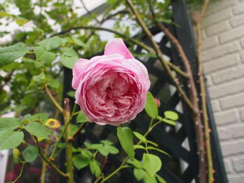 c0117007_21543460.jpg