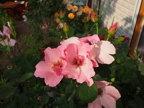 c0117007_2222059.jpg
