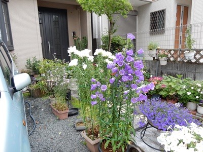 e0033229_1826137.jpg