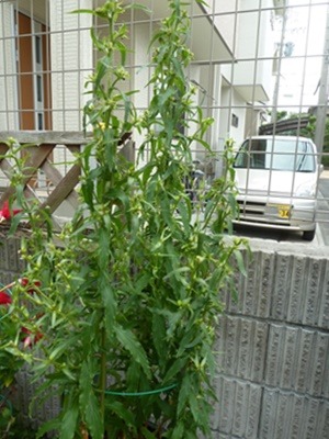 e0033229_18452519.jpg