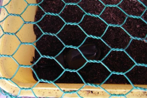c0337631_11214756.jpg