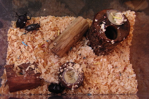c0337631_11334224.jpg