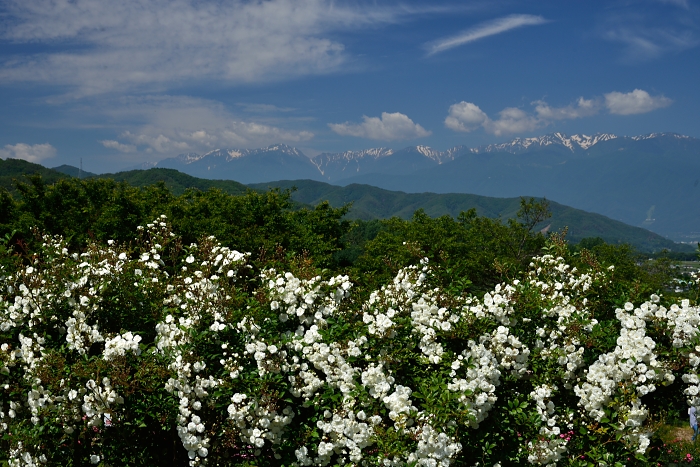 b0236334_8113528.jpg