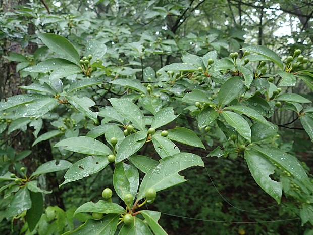 f0214649_3385183.jpg