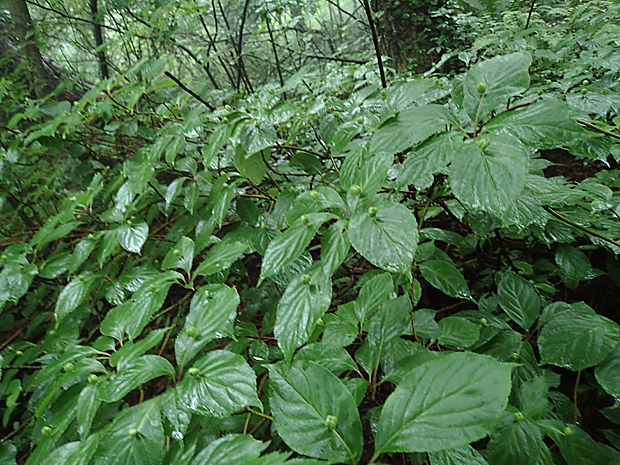 f0214649_3455897.jpg