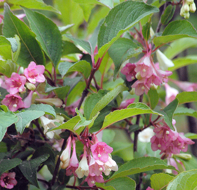 a0001354_232619.gif