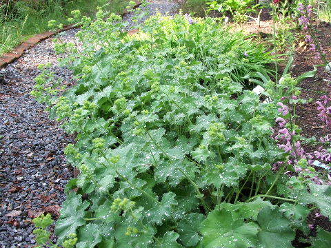 e0088260_08263229.jpg