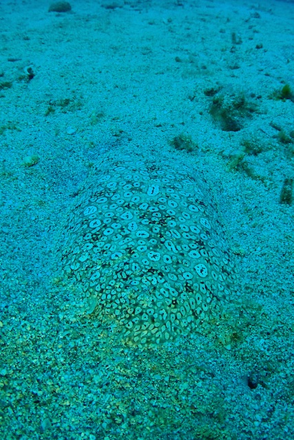 b0062363_9395867.jpg