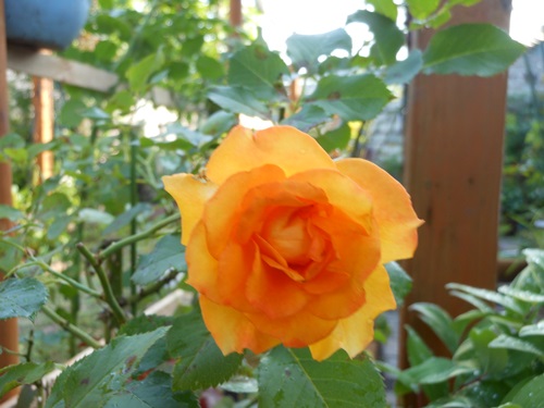 b0096584_2153314.jpg