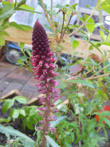 b0096584_21542080.jpg
