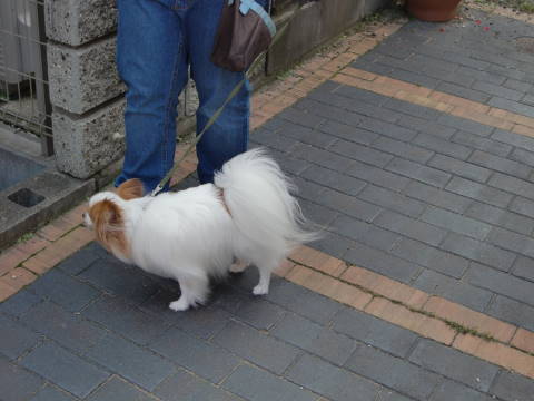 a0338800_20073575.jpg