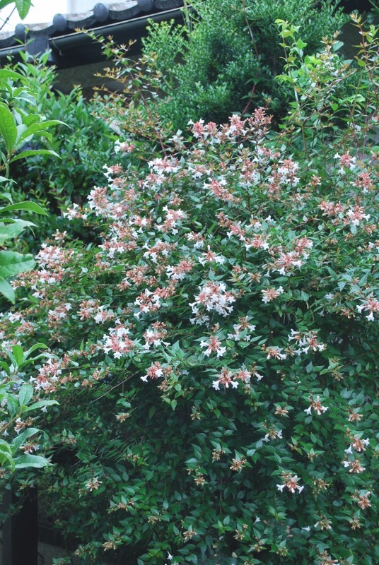 e0025300_2024211.jpg
