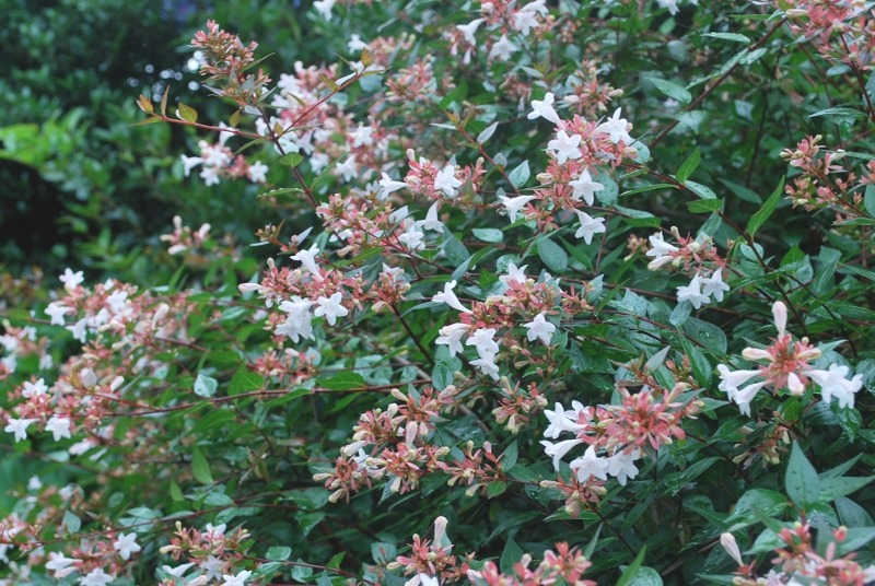 e0025300_203435.jpg