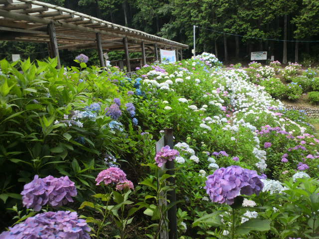 e0099212_1712566.jpg