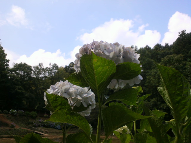 e0099212_17153394.jpg