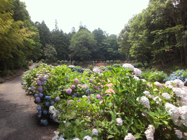 e0099212_17155639.jpg