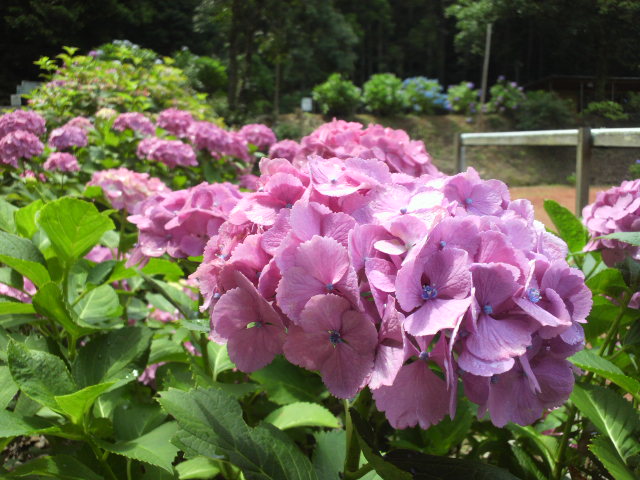 e0099212_17173523.jpg