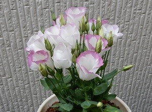 e0033229_20373677.jpg