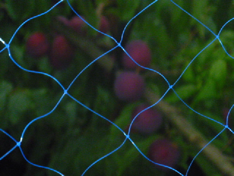 b0246036_921132.jpg